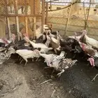 بيض رومي مخصب