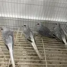 يمام ماسي للبيع