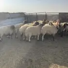 للبيع غنم نعيم مراح واحد جذعات وثناوات دفيع مع فحلها