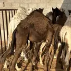 قعدان طيبة للبيع
