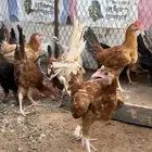 فراريج بلدي الصحه شرط
