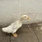 بطه للبيع   ذكر   عمره تقريبا شهرين