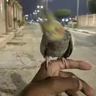 للبيع كروان بكستاني اليف وهدد وحمامه