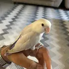 للبيع روز تربيه شرط