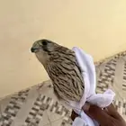 شبوط مطروح اليوم في الذيبية على السوم