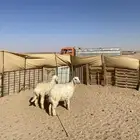 رخال جذعات عيسيات
