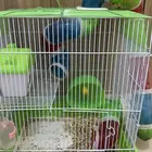 هامستر ابيض لعوب معه قفص واكل وموية