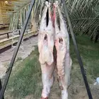 معلم مشويات شوي