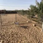 عنز قزمية
