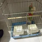 قفص عصفور كبير مع البيت حقه جديد سبب البيع عصفوري مات