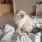 قطوة انثى راغدول العمر 5 شهور للبيع