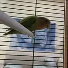 روز للبيع