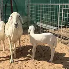 حريه متبع بخروف ورخل كفوو