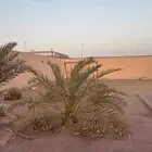 نخلة للبيع النقل على المشتري