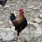 ديوك عربية للبيع