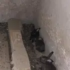 ارانب