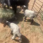 عنز حليب معها دواغير