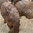 سواكنيات العمر جذع