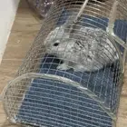 ارنب للبيع مع قفص واكل على السوم