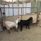 2 تيوس فل شحم مقفله