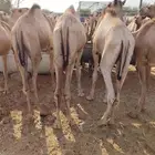 قعدان صوماليه للمناسبات حلال يجمل