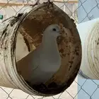 حمام فرنسي سوبر جانبو بيور منتج صافي ابيض