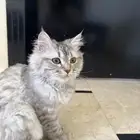 قطه شيرازي للتبني