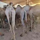 قعدان صومالية مفاريد جملة وتفريد