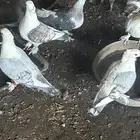 حمام حب رمان