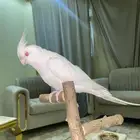 كروان اليف متكلم