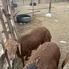 طليان سواكني حمري تربيه