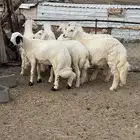 8 خرفان فل شحم