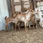 3 تيوس تهاميه للبيع