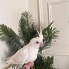 كروان كوكتيل اليف ومفطوم بسعر مغري