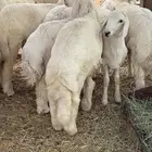 حري