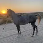 حصان