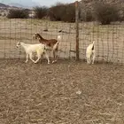 جفار للبيع ذبايح