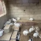 حمام زاجل كريمي وديك بلدي وارانب