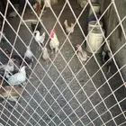 دجاج بلدي بياض