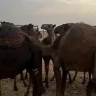 قعود لباني قعدان لبانيه العدد22