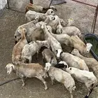 ضان للبيع