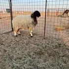 رخل نعيميه