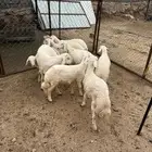 ذبايح للبيع فل شحم