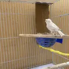 انثى كناري ستنايت كرست صافية