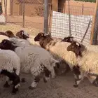 نعيم طليان ذبايح