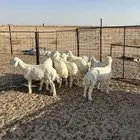 بهم حري الموقع الدوادمي