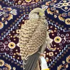 أقدم خدمة تربية الطيور الجارحة الأكل والموية 50 سكاكا فقط