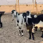 ذبايح عنق تيوس جفار