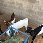 تيوس جنوبيه كفو