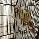 ببغاء كنيور غرين تشيك باينابل